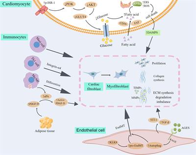 Central role of cardiac fibroblasts in myocardial fibrosis of diabetic cardiomyopathy